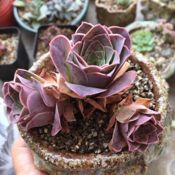 浙江毅腾官方宣布签约巴西外援 曾入选国字号两夺巴甲冠军-3377官网(图2) 3377官网