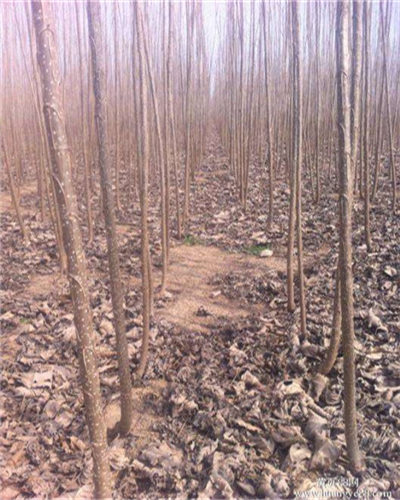 “3377官网”想不想修真门派攻略汇总 想不想修真门派推荐(图2) 3377官网