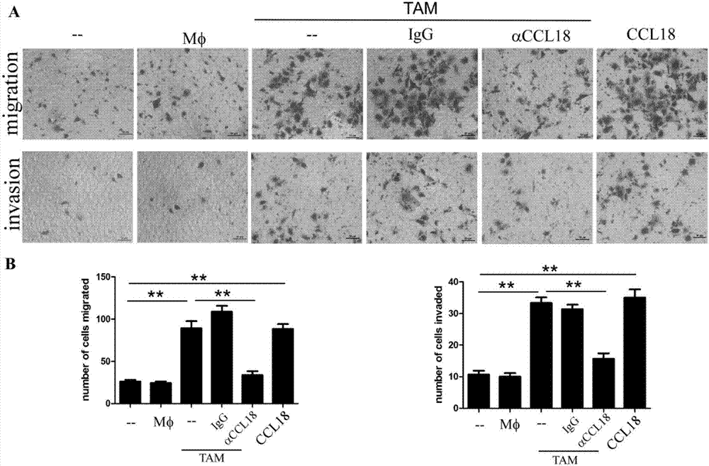 3377体育:
体毛越位无罪!既不流通又不公正才是VAR最大悲伤(图8) 3377官网